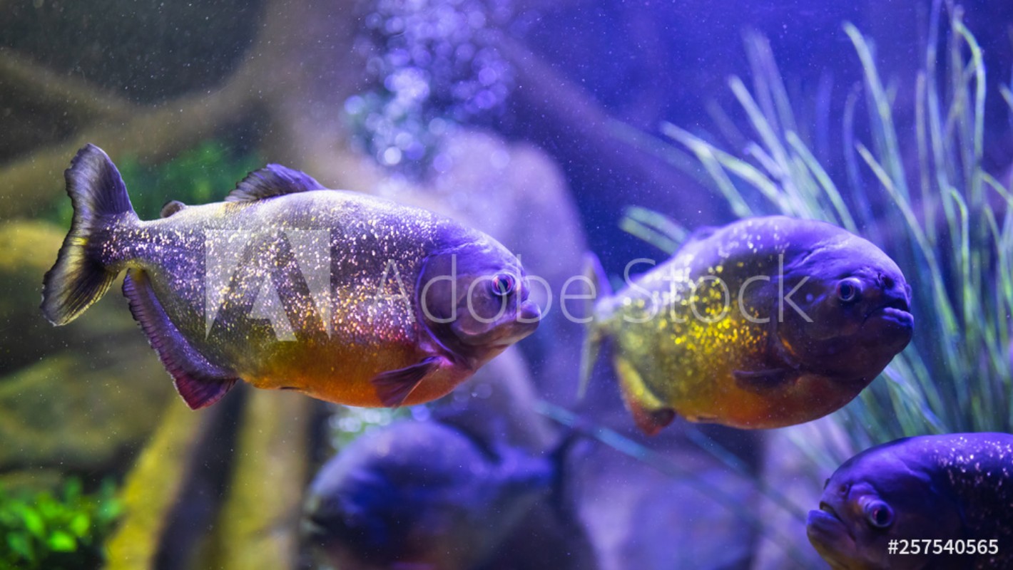 Afbeeldingen van Red-bellied piranha fish in aquarium with illumination